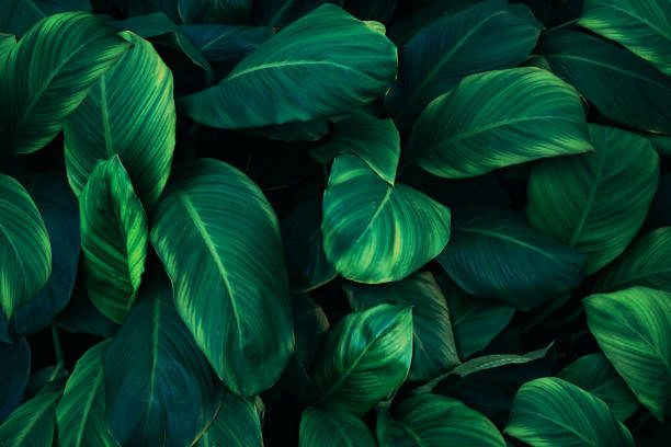 istock Close up tropical Green leaves texture and abstract background., Nature concept. 2148121820