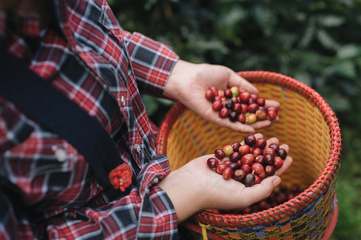 A Chinese Asian woman harvests organic coffee beans that must be harvested by hand during the harvest season.