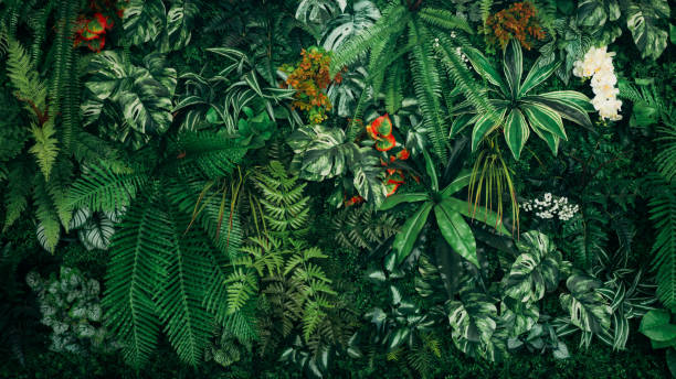 kuvapankkikuvat ja rojaltivapaat kuvat aiheesta close up group of background green leaves texture and abstract nature background. lush foliage textures. exotic greenery and botanical patterns. - kasvi