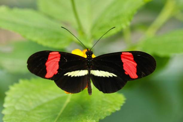 istock Black butterfly on the flower 2148121922