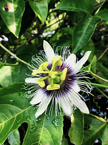 Flowers of the passion fruit tree