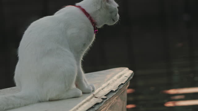 White cat looking something
