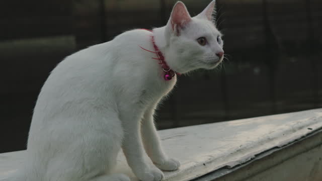 Portrait of white cat looking away