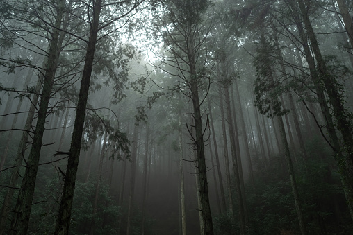 beautiful forest shrouded in fog