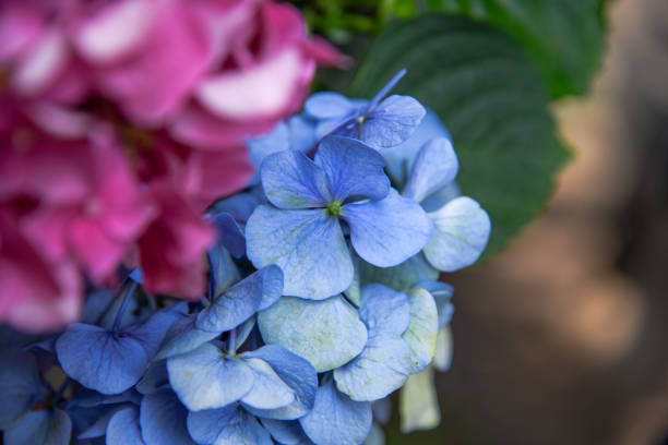 Hydrangeas blooming in Taiwan in June in the garden