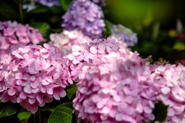 istock Hydrangeas blooming in Taiwan in June in the garden 2148123571