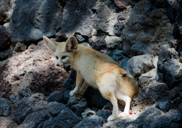 Arctic Fox
