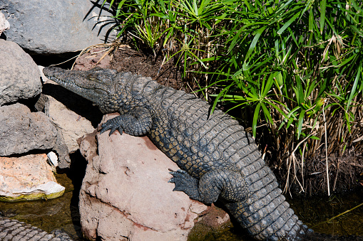 North Queensland saltwater crocodile resting.