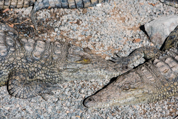 Crocodile in close-up