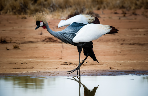 AFRICAN CROWNED CRANE MASAI searching for prey in a pond