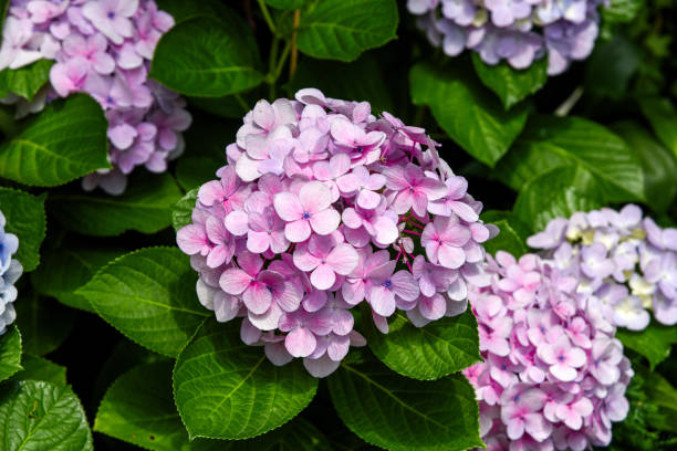 istock Hydrangeas blooming in Taiwan in June in the garden 2148123834