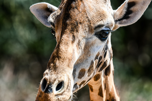 girafe in Kenya parc in close-up