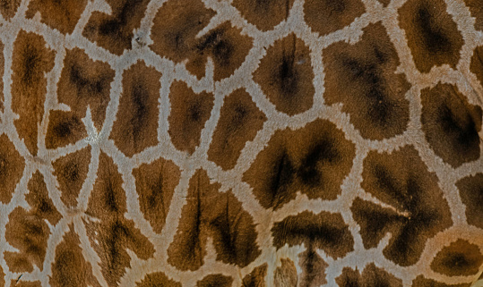 Giraffe body and skin texture close-up.