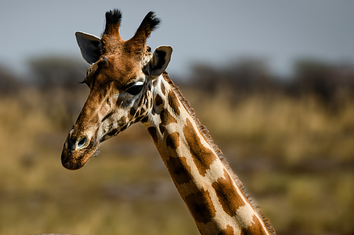 girafe in Kenya parc in close-up