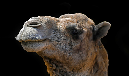 Funny close-up portrait of a camel