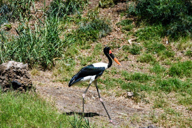 AFRICAN CROWNED CRANE MASAI searching for prey in a pond