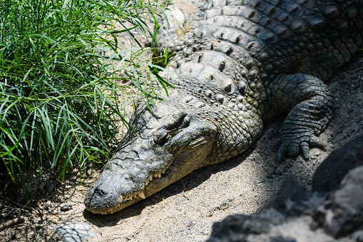 An alligator profile.
