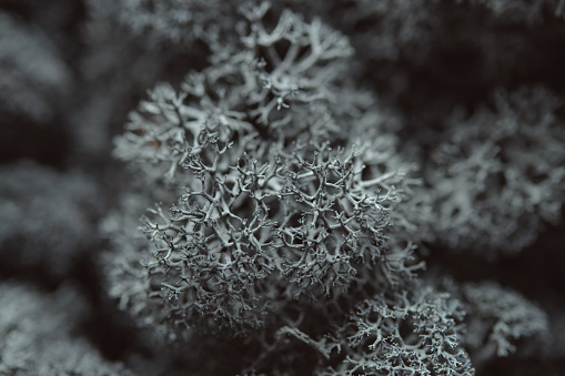 Detailed Reindeer Lichen Close-up. Macrophoto of dark gray Icelandic moss