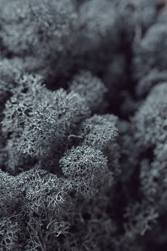 Detailed Reindeer Lichen Close-up. Macrophoto of dark gray Icelandic moss