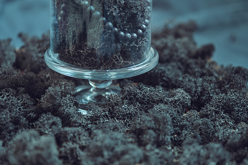 Glass Dome Amidst Reindeer Moss Landscape. Elegantly displayed reindeer moss and black lava beads under a glass dome