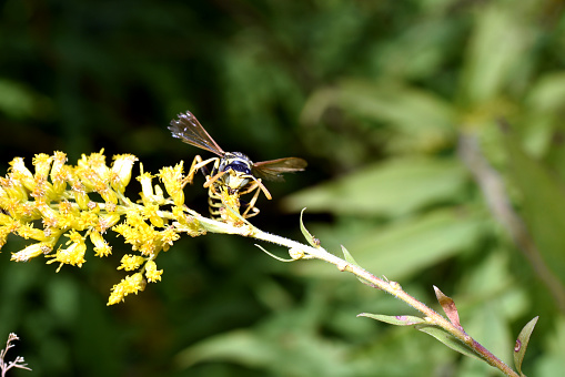 Autumn. A wasp sits on a yellow flower. Her wings are broken.