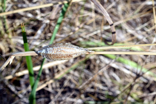 A cocoon with praying mantis larvae matures on a grass stem, top view.