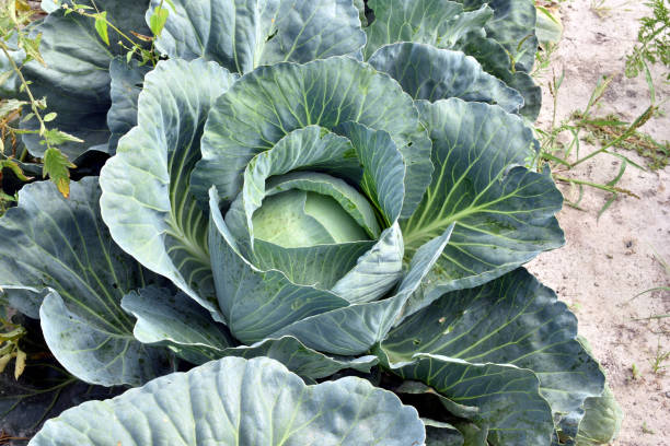 istock Cabbage in leaves ripens in the garden. 2148124608