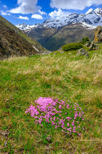 Wildflowers moss campion or cushion pink (Silene Acaulis) high up in the mountain near the Mountaineering Village Vent in the Ötztal valley in Tyrol Austria during a beautiful springtime day in the Alps