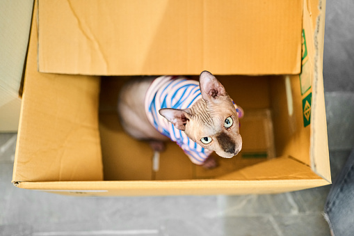 Curious sphynx hairless cat wearing t-shirt sitting inside a cardboard box and looking up
