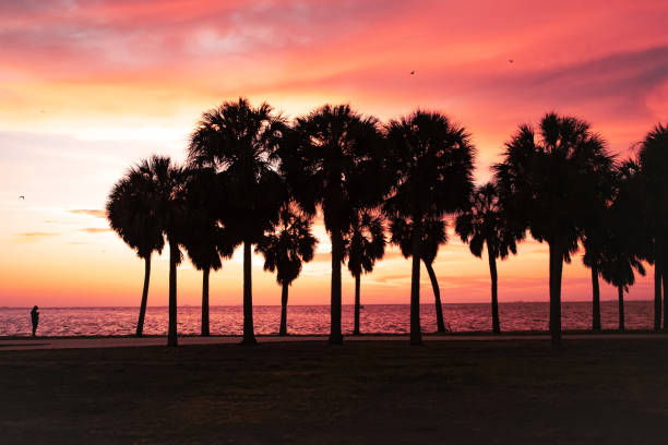 istock Palm Trees in the sunrise 2148126831
