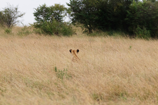 Photo of a lionesse hunting in the Maasai Mara National Rserve in Kenya, Africa.
