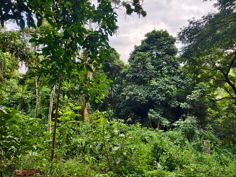 inside rainforest, tropical forest, jungle landscape. Green wild impenetrable jungle