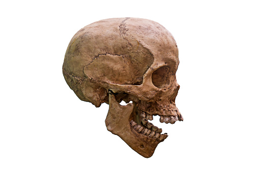 Human skull on isolated white background, side view