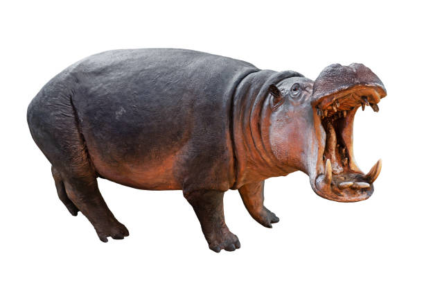 Isolated hippopotamus on white background with opened mouth