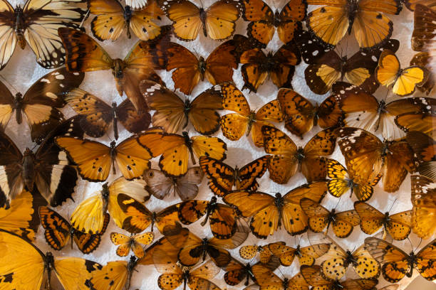 Orange butterfly wings. Pattern suitable for seamless print. Suitable for background and textile. background of orange butterflies
