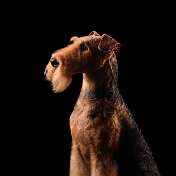 Studio portrait of elegant airedale terrier dog on a black background