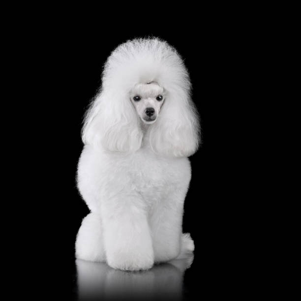 istock Elegant white toy poodle 2148129185