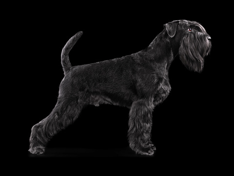 Silhouette of black Mittelschnauzer dog istanding on black background