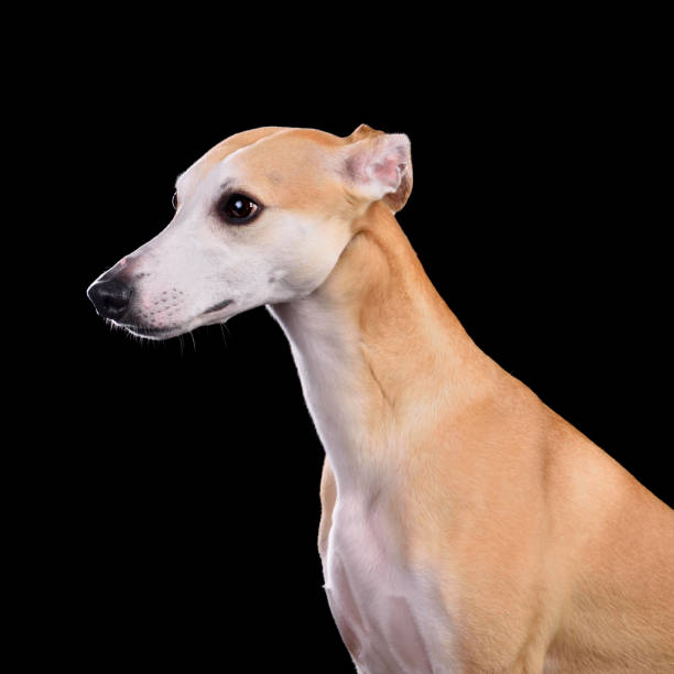 istock Beautiful English Whippet dog 2148129248