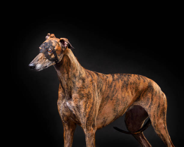 istock Greyhound dog in carnival mask 2148129261