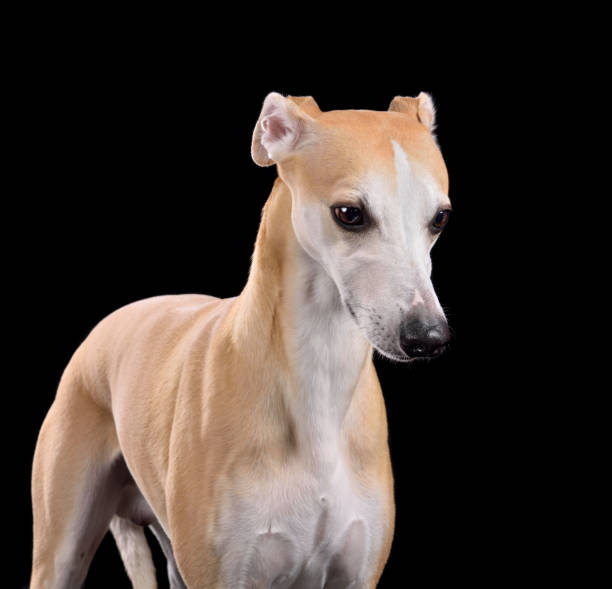 istock Studio shot of English Whippet dog 2148129275