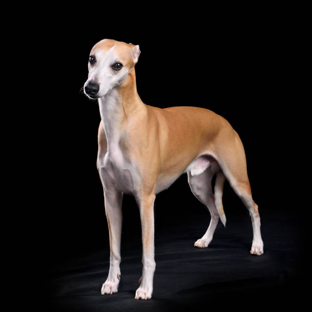 istock Beautiful English Whippet dog 2148129282