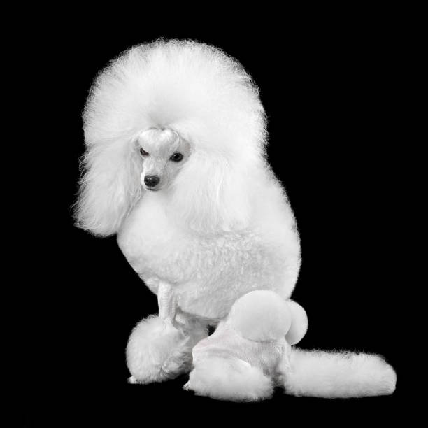 istock Elegant white toy poodle 2148129316