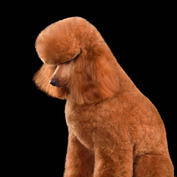 istock Beautiful apricot toy poodle 2148129332