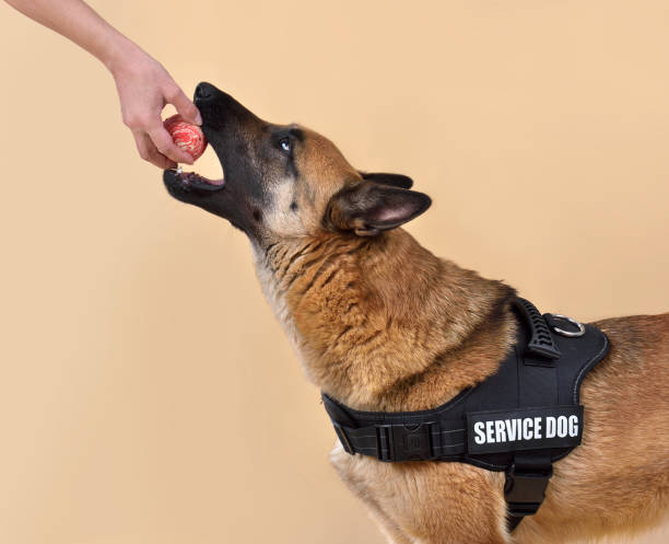 istock Trainig with dog with red ball 2148129334