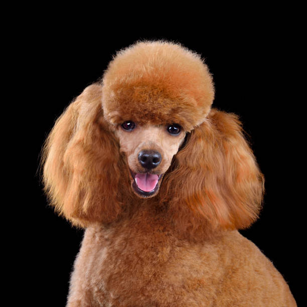 istock Studio portrait of red toy poodle 2148129341