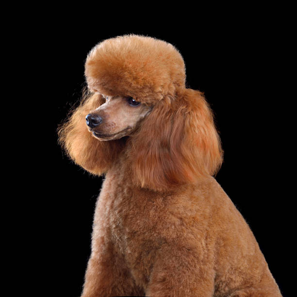 istock Beautiful apricot toy poodle 2148129345