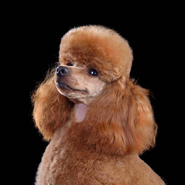 istock Red toy poodle close up 2148129346