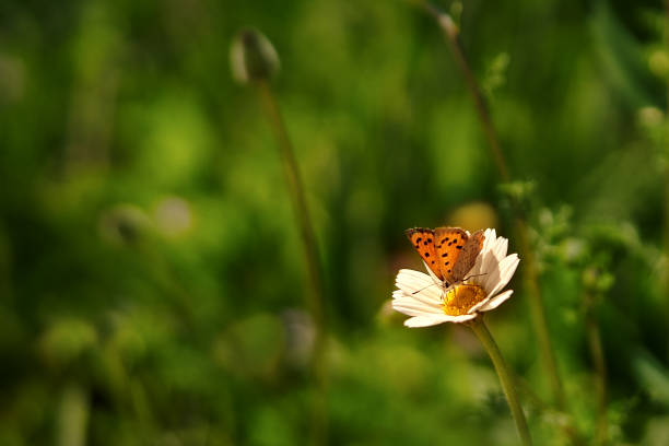 insect in manitoba