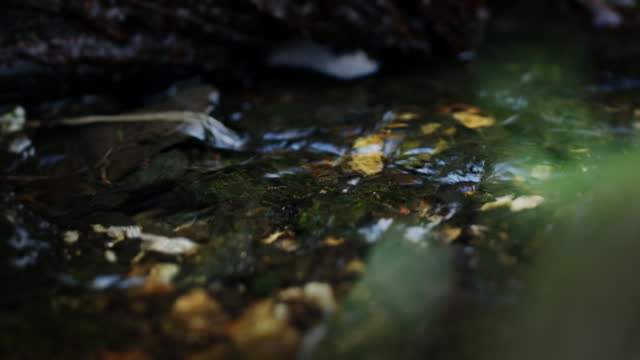 Shallow fresh water stream with rapid flow, zoom in close up